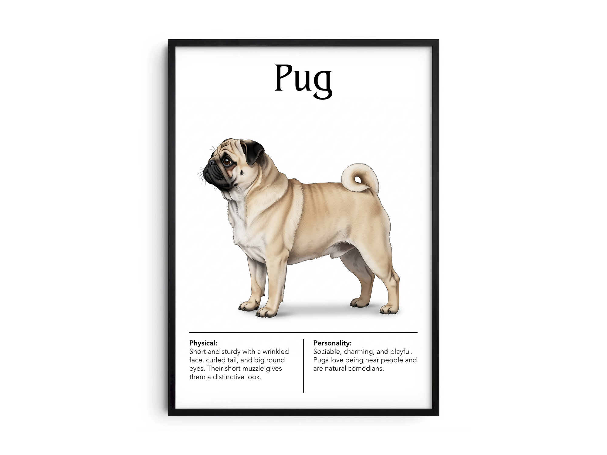 Detailed Pug dog breed poster showcasing its distinctive wrinkled face and charming, playful personality traits, printed on semi-gloss sustainable paper. Perfect wall art for living rooms, bedrooms, or modern interiors with a whimsical and endearing aesthetic.