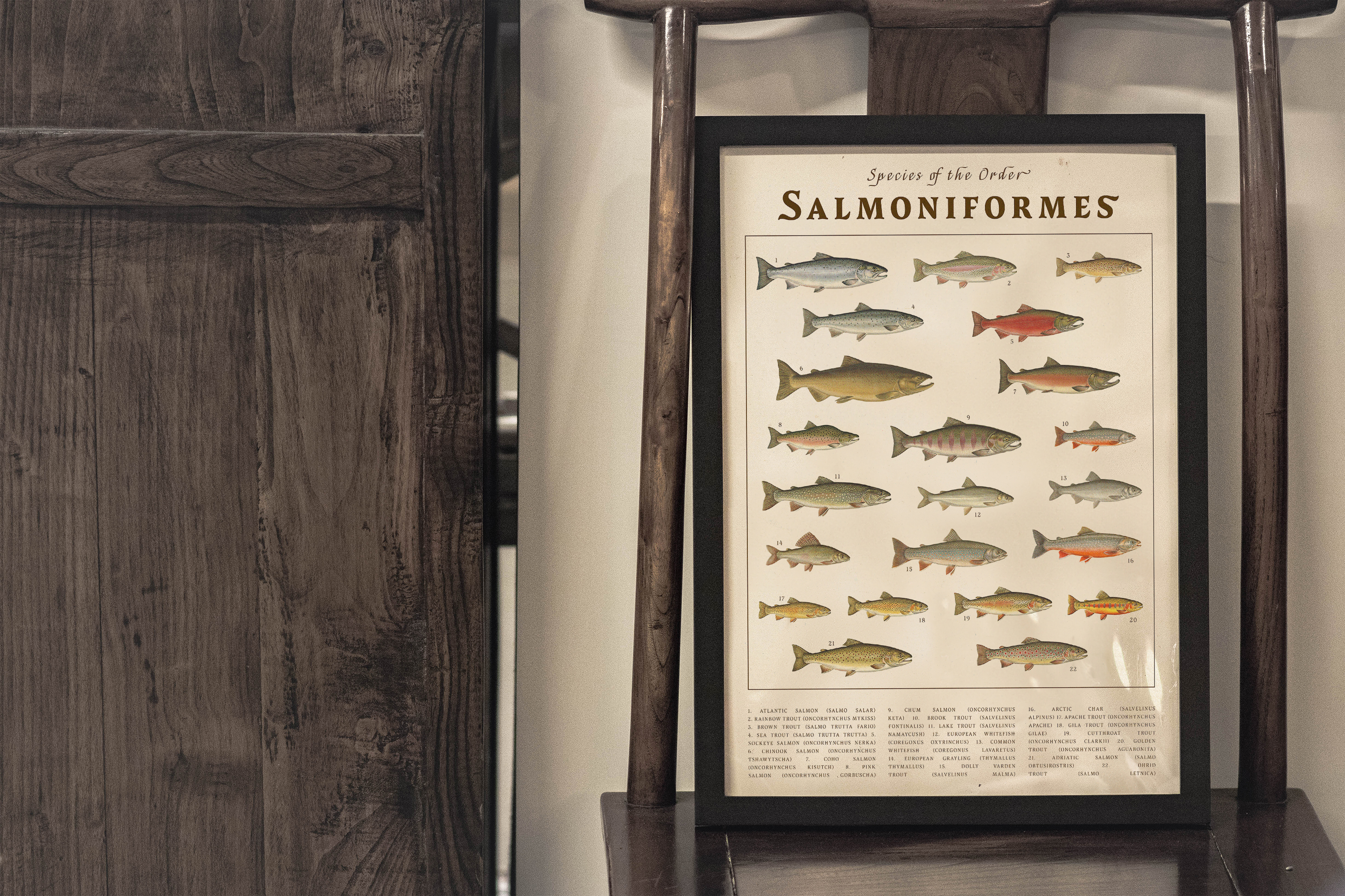 A framed scientific chart titled "Salmoniformes" sitting on a dark wooden chair. The poster illustrates numerous species of trout and salmon in shades of silver, pink, and green, with taxonomic names listed at the bottom.