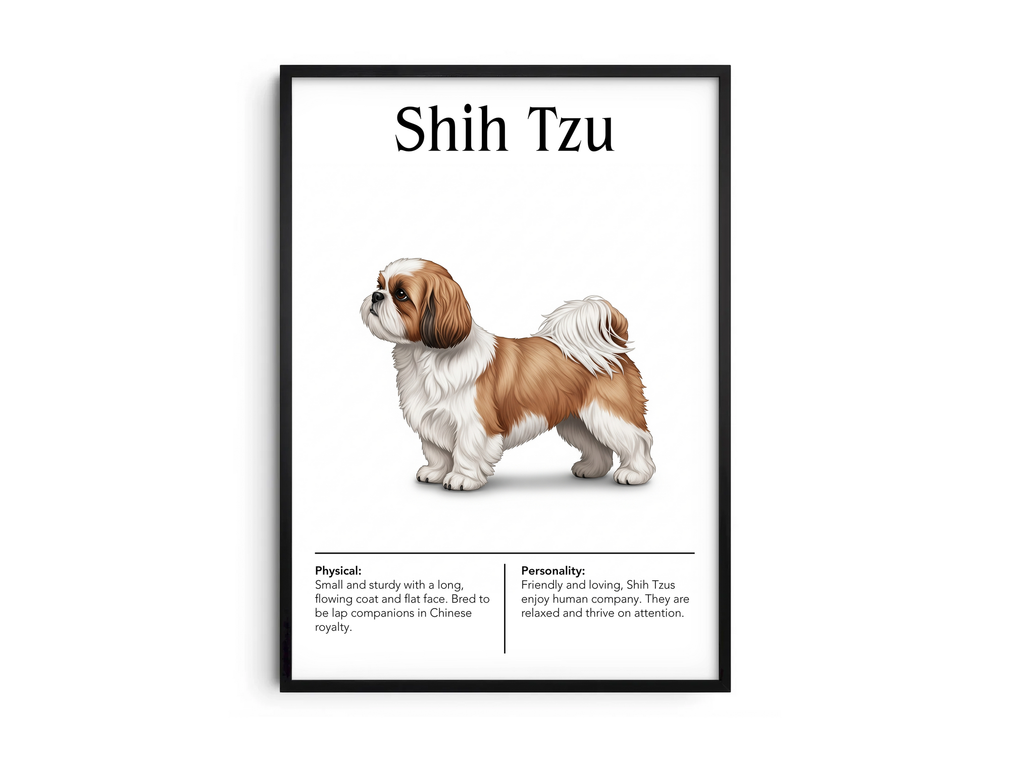 Detailed Shih Tzu dog breed poster showcasing its luxurious flowing coat and charming, affectionate personality traits, printed on semi-gloss sustainable paper. Perfect wall art for living rooms, bedrooms, or modern interiors with an elegant and whimsical aesthetic.