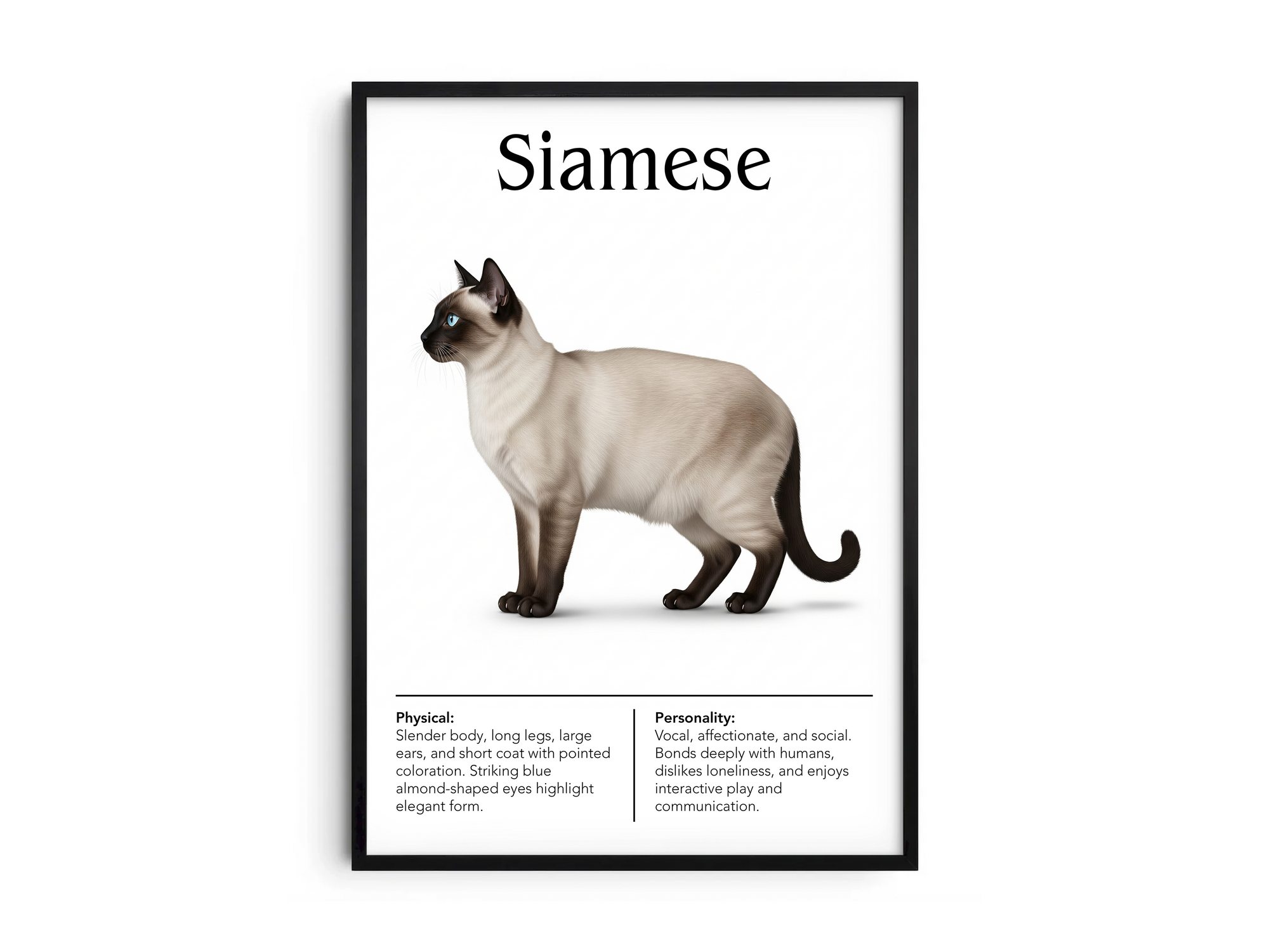 Elegant Siamese cat breed poster featuring a detailed illustration of its sleek body, striking blue eyes, and pointed color pattern, printed on semi-gloss sustainable paper. Perfect wall art for modern living rooms, studies, or sophisticated interiors with an exotic and graceful aesthetic.