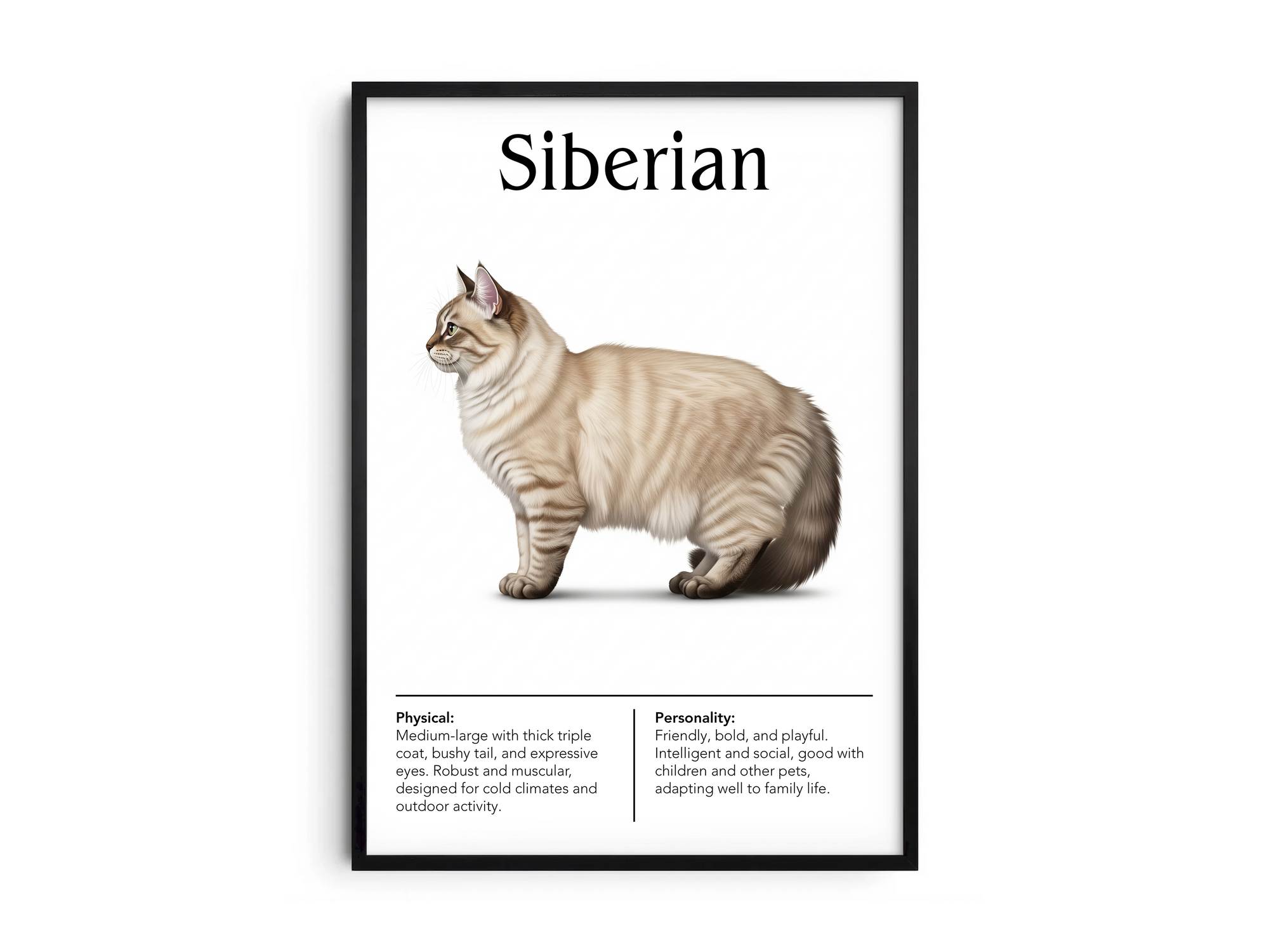 Majestic Siberian cat breed poster featuring a detailed illustration of its lush, triple-layered coat and expressive eyes, printed on semi-gloss sustainable paper. Perfect wall art for cozy living rooms, studies, or natural-themed interiors with a rustic and affectionate aesthetic.