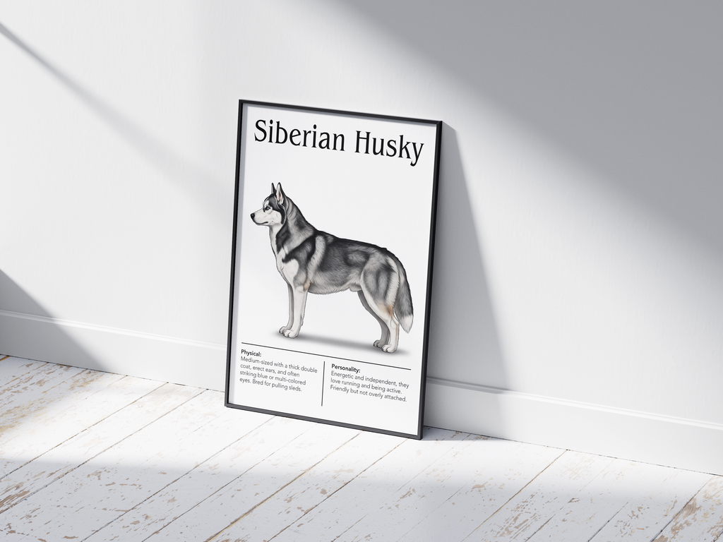 Detailed Siberian Husky dog breed poster showcasing its striking features and energetic, independent personality traits, printed on semi-gloss sustainable paper. Perfect wall art for living rooms, studies, or modern interiors with an adventurous and wild aesthetic.