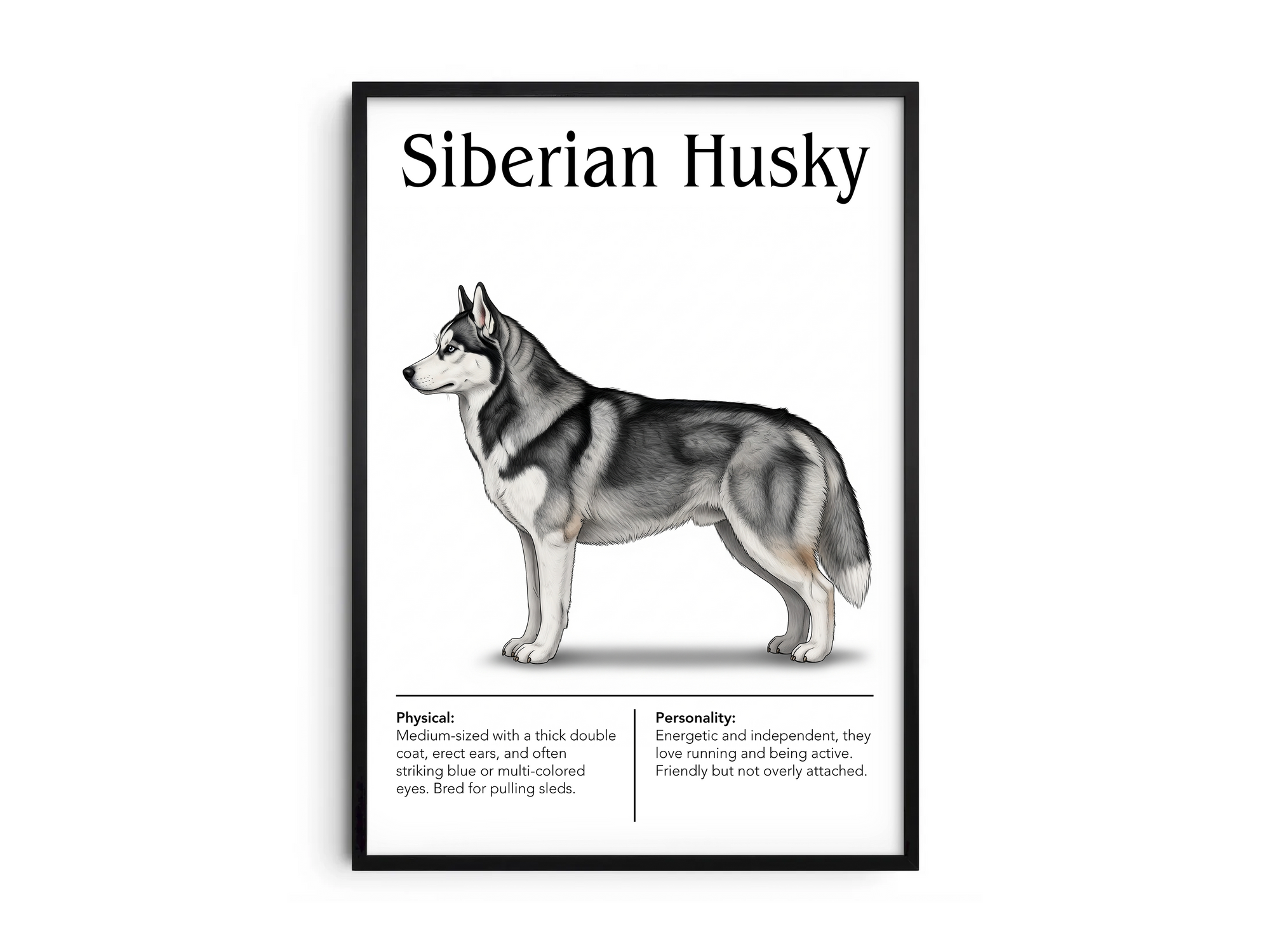Detailed Siberian Husky dog breed poster showcasing its striking features and energetic, independent personality traits, printed on semi-gloss sustainable paper. Perfect wall art for living rooms, studies, or modern interiors with an adventurous and wild aesthetic.