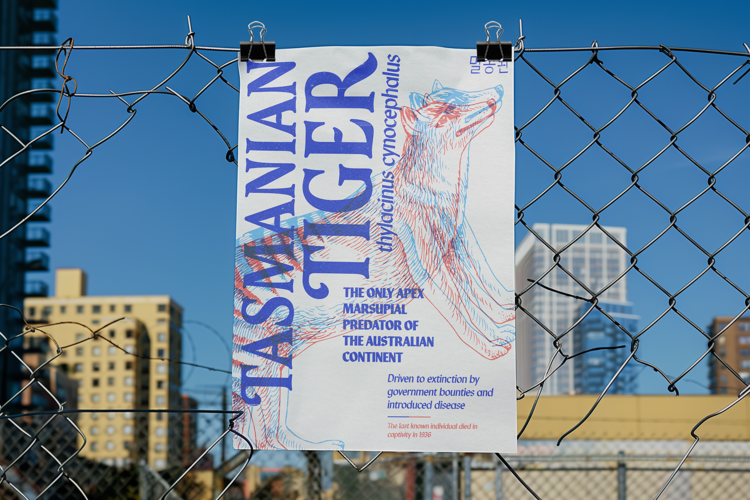 A poster of the Tasmanian Tiger, Thylacinus cynocephalus, with an anaglyph illustration, is clipped to a chain-link fence outdoors against a bright blue sky and city buildings. The text reads "TASMANIAN TIGER" and mentions it was "THE ONLY APEX MARSUPIAL PREDATOR OF THE AUSTRALIAN CONTINENT."