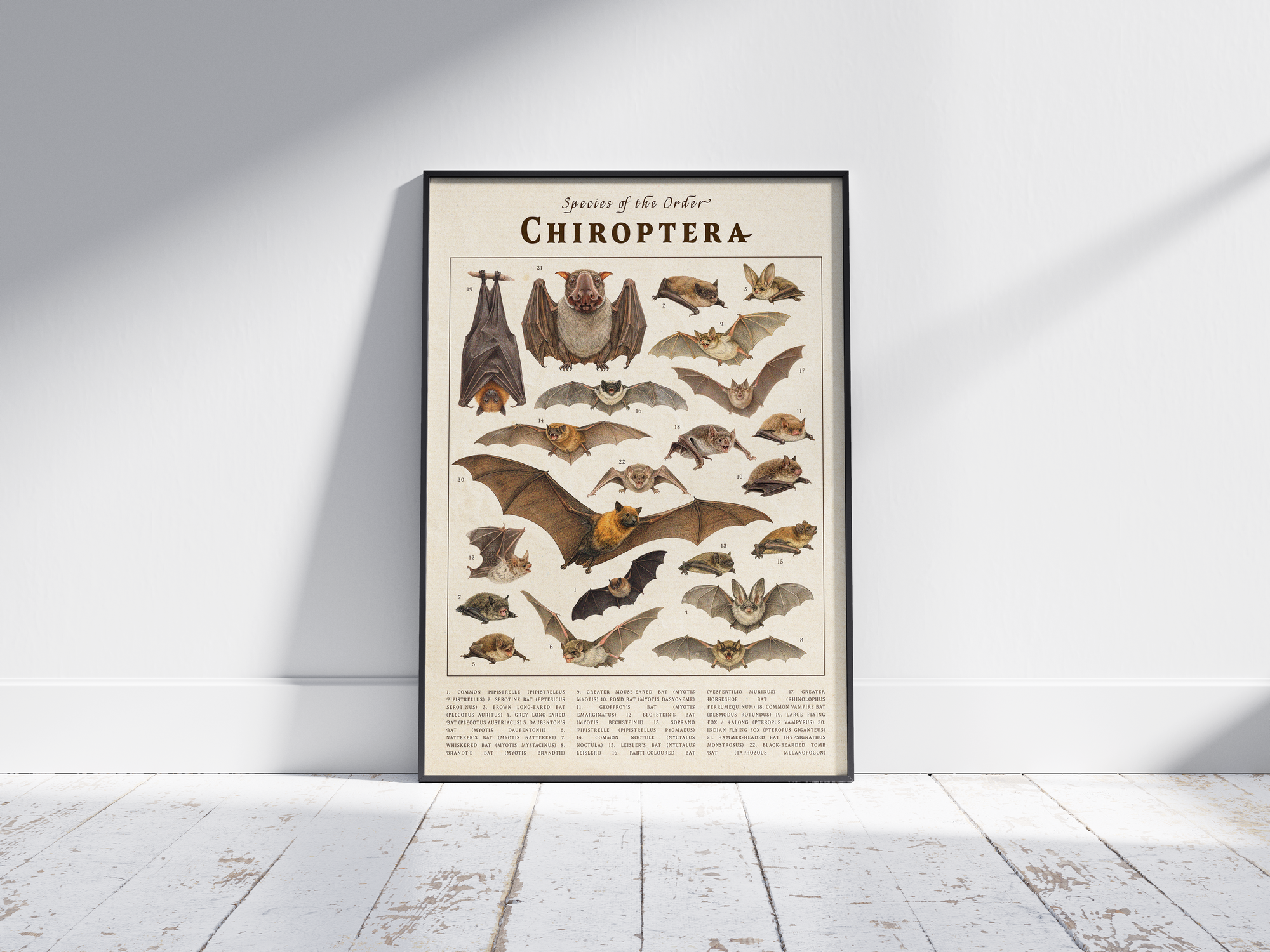 Scientific vintage Chiroptera poster featuring detailed illustrations of various bat species on an aged paper background. High-quality wall art perfect for dark academia, gothic, or natural history-themed interiors.