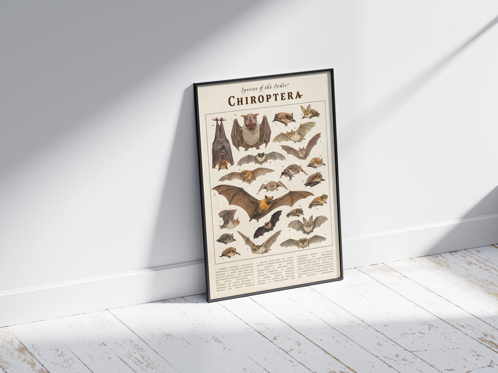 Scientific vintage Chiroptera poster featuring detailed illustrations of various bat species on an aged paper background. High-quality wall art perfect for dark academia, gothic, or natural history-themed interiors.
