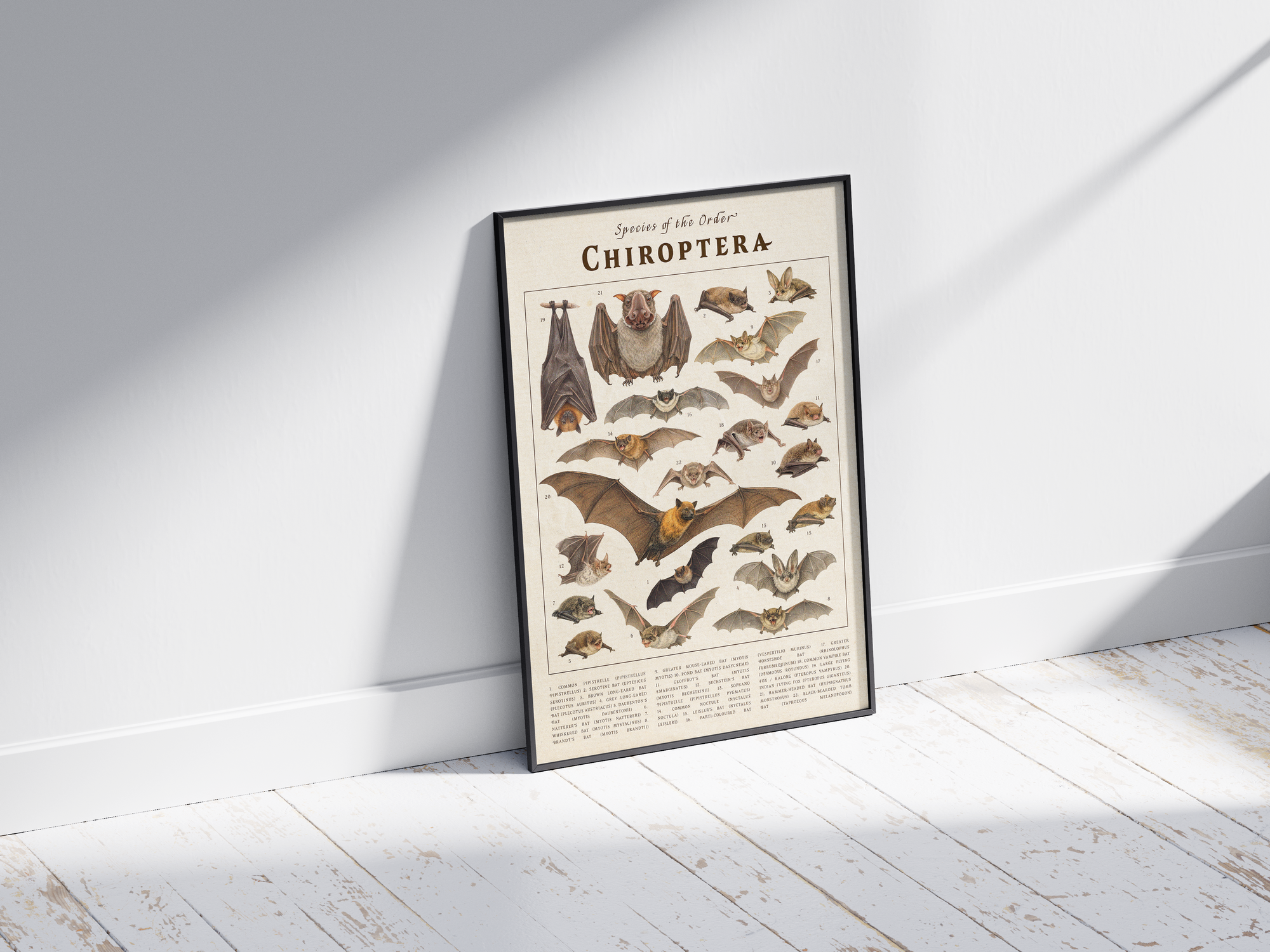 Scientific vintage Chiroptera poster featuring detailed illustrations of various bat species on an aged paper background. High-quality wall art perfect for dark academia, gothic, or natural history-themed interiors.