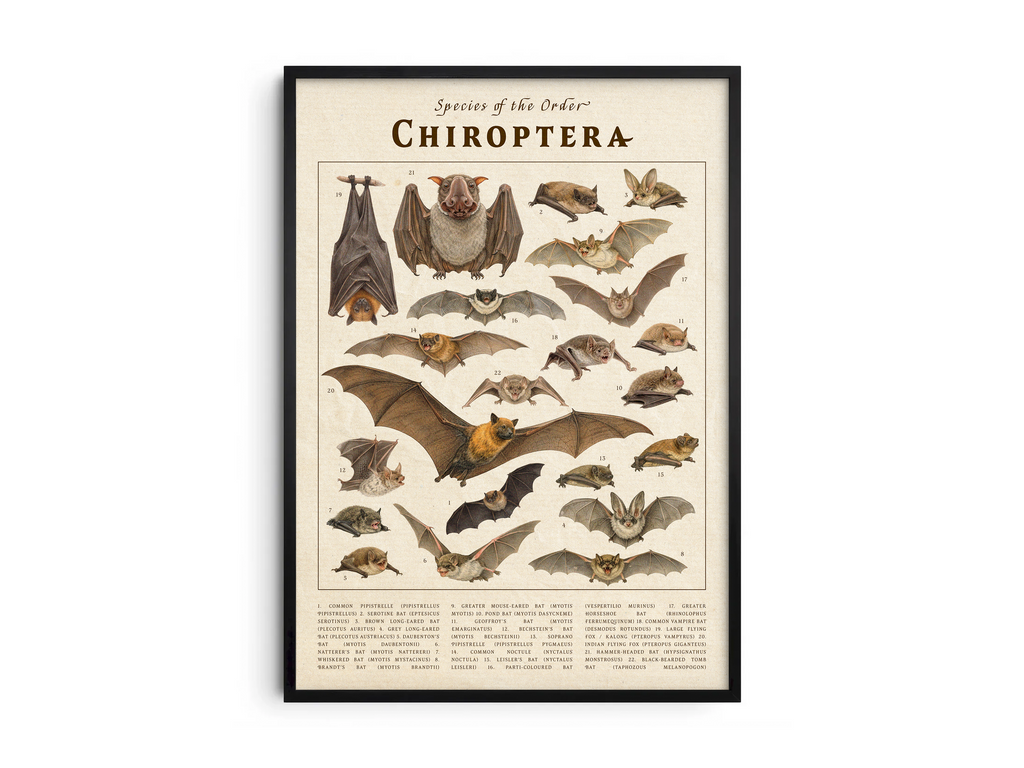 Scientific vintage Chiroptera poster featuring detailed illustrations of various bat species on an aged paper background. High-quality wall art perfect for dark academia, gothic, or natural history-themed interiors.