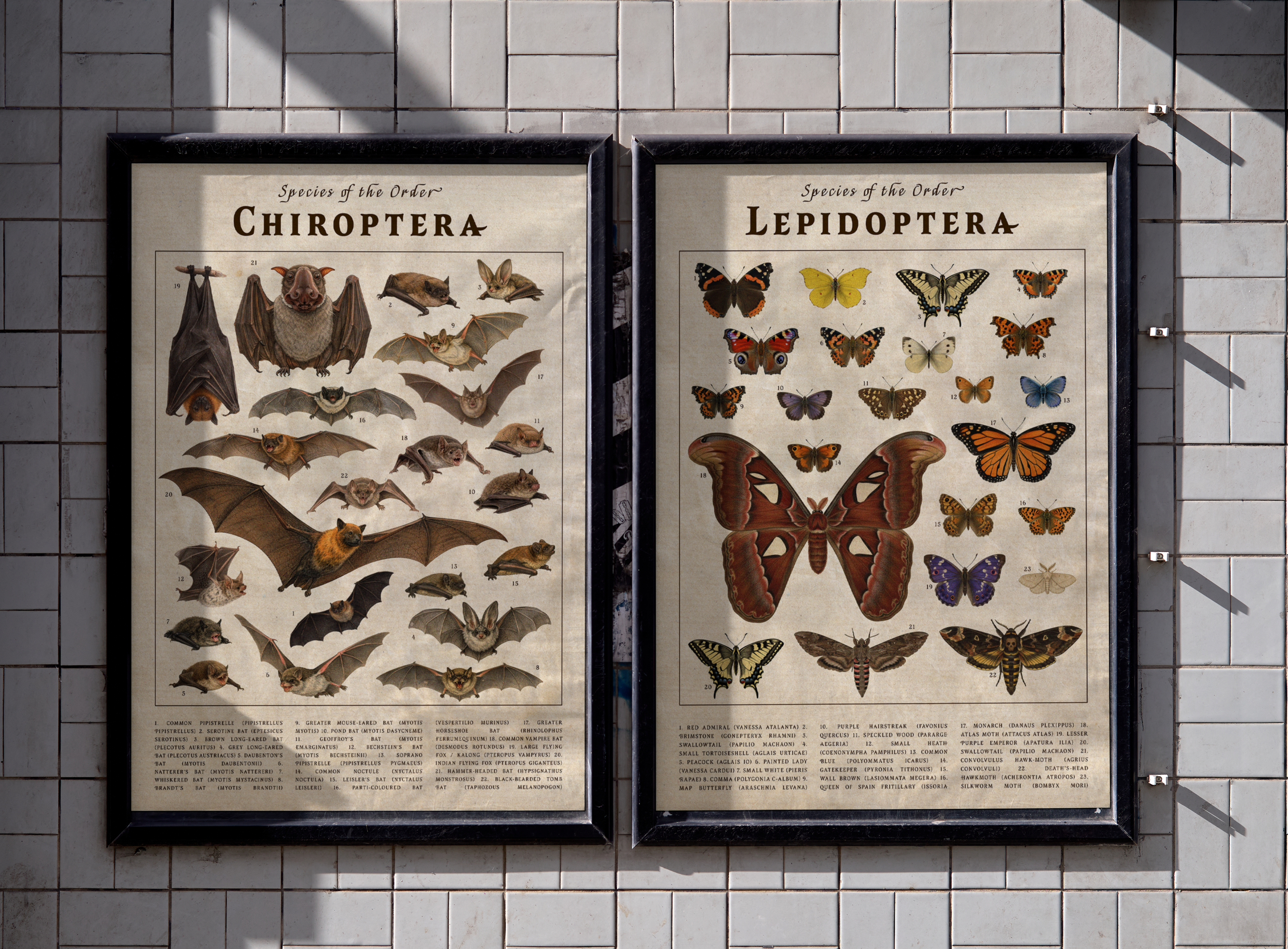 Two vintage-style scientific posters framed side-by-side on a white tiled wall. The left poster titled "Chiroptera" displays various bat species, while the right poster titled "Lepidoptera" shows a colorful collection of butterflies and moths.