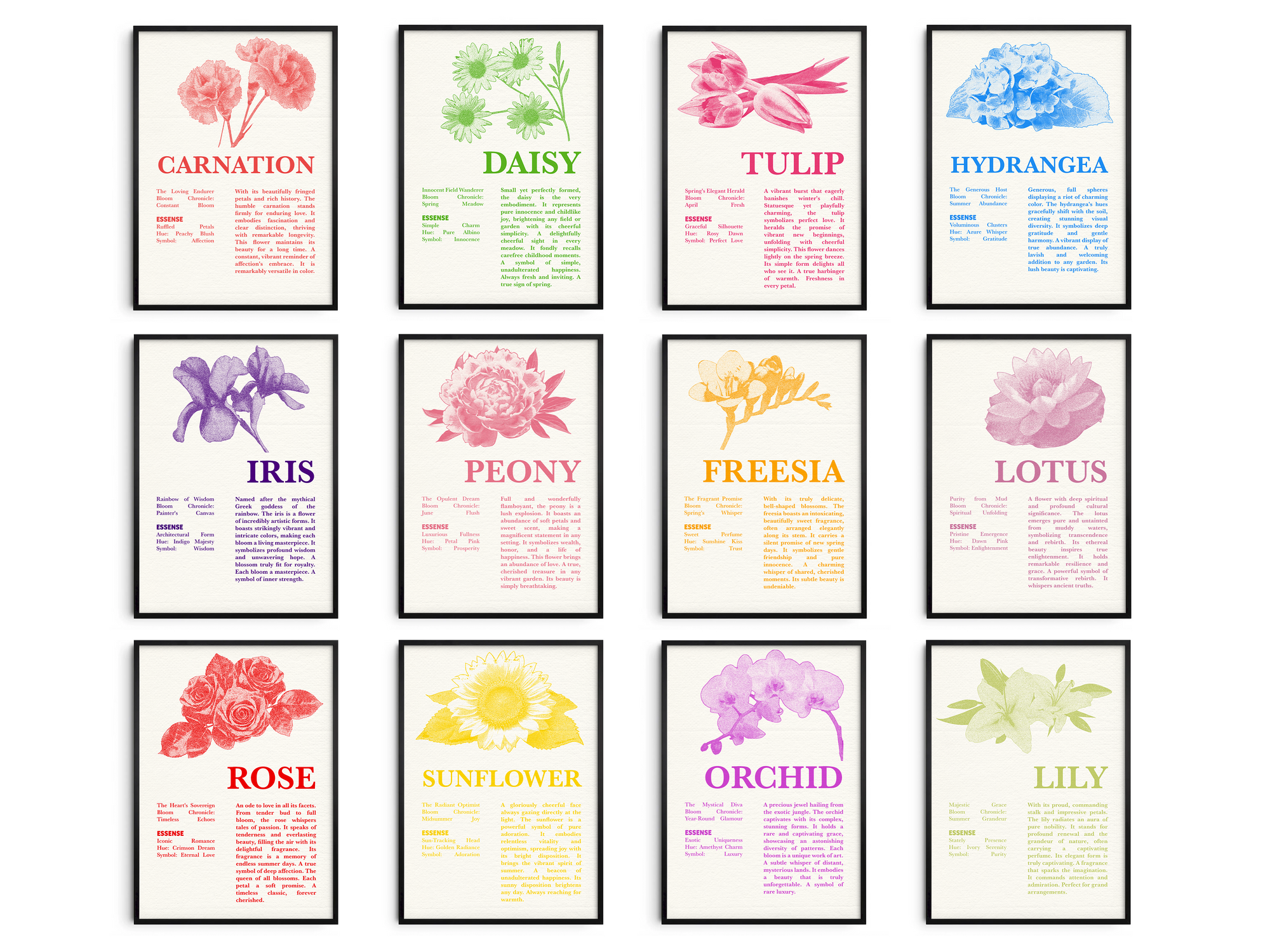 A curated collection of twelve vintage botanical flower art prints, featuring detailed illustrations of carnation, daisy, tulip, hydrangea, iris, peony, freesia, lotus, rose, sunflower, orchid, and lily. Each floral poster is framed in black, displayed on a white wall, showcasing a diverse range of colors and bloom types, perfect for gallery walls or adding a touch of nature-inspired decor to any home.