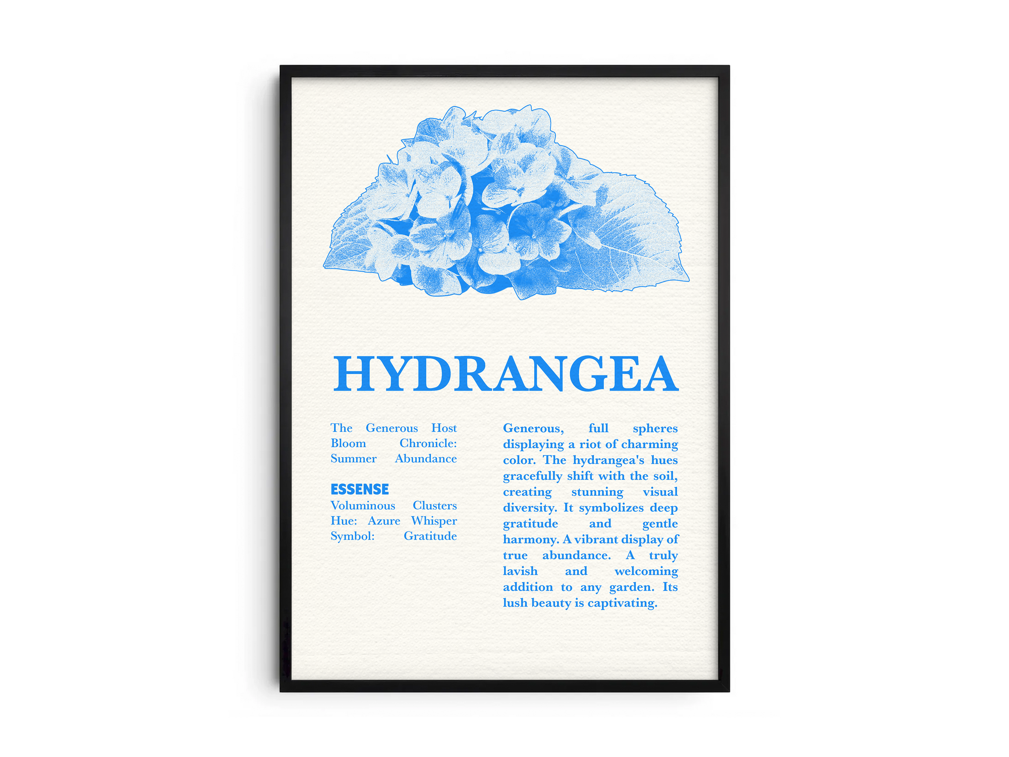 Vintage botanical hydrangea poster featuring a detailed flower illustration in soft blue tones, printed on semi-gloss sustainable paper. Perfect wall art for living rooms, dining areas, or modern interiors with a heartfelt and natural aesthetic.