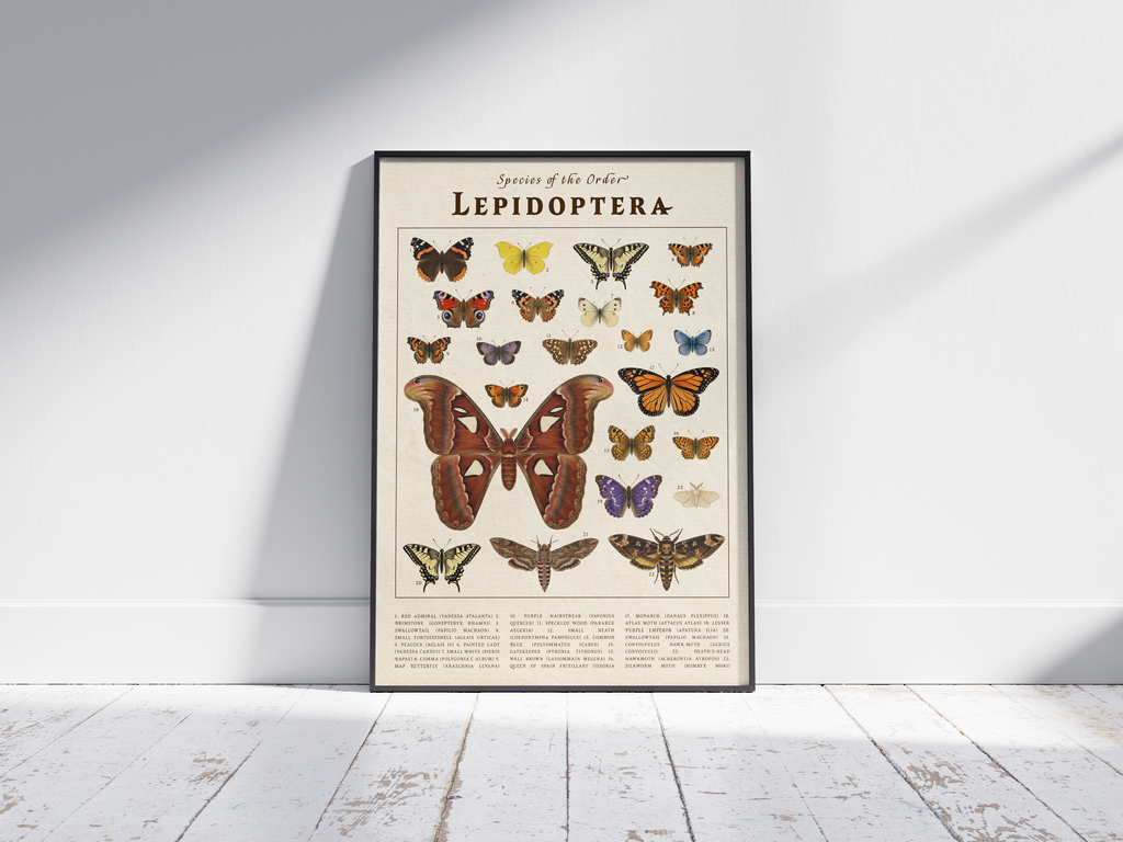 Vintage scientific Lepidoptera poster featuring detailed butterfly and moth species illustrations on an aged parchment background. High-quality wall art perfect for vintage, rustic, or dark academia interior styles.
