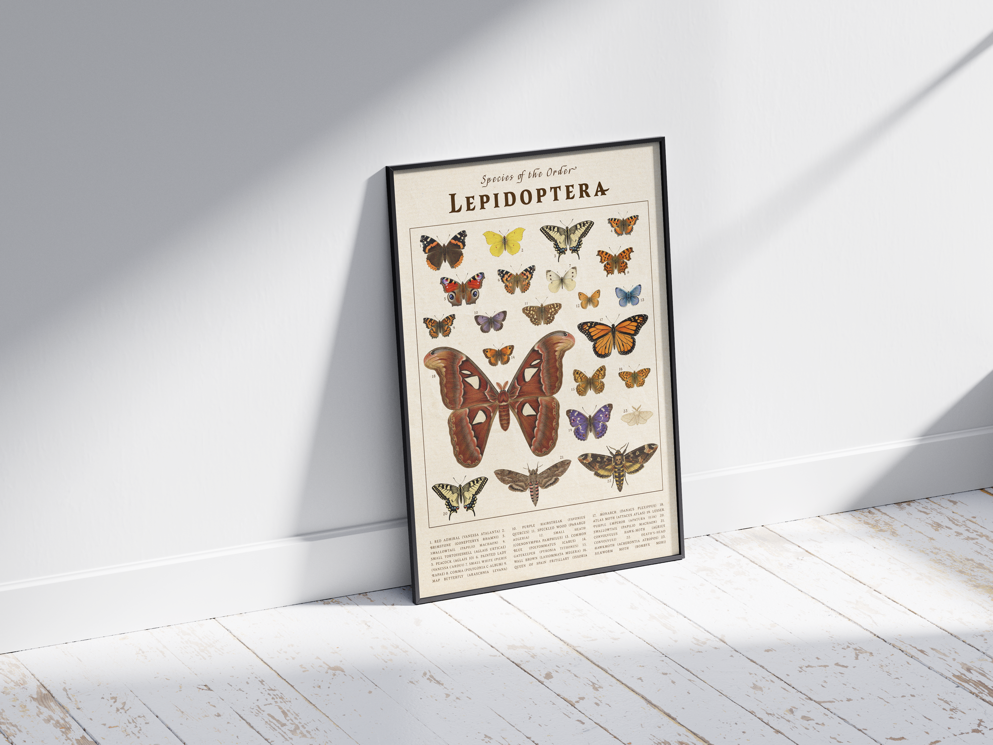 Vintage scientific Lepidoptera poster featuring detailed butterfly and moth species illustrations on an aged parchment background. High-quality wall art perfect for vintage, rustic, or dark academia interior styles.