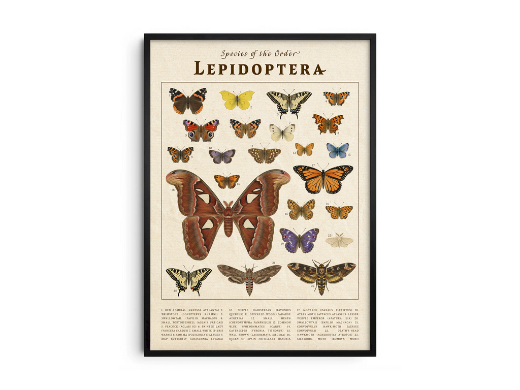Vintage scientific Lepidoptera poster featuring detailed butterfly and moth species illustrations on an aged parchment background. High-quality wall art perfect for vintage, rustic, or dark academia interior styles.
