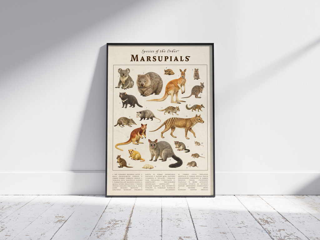 Vintage scientific Marsupials poster featuring detailed illustrations of kangaroos, koalas, and wombats on an aged parchment background. High-quality wall art perfect for vintage, rustic, or educational-themed interiors.