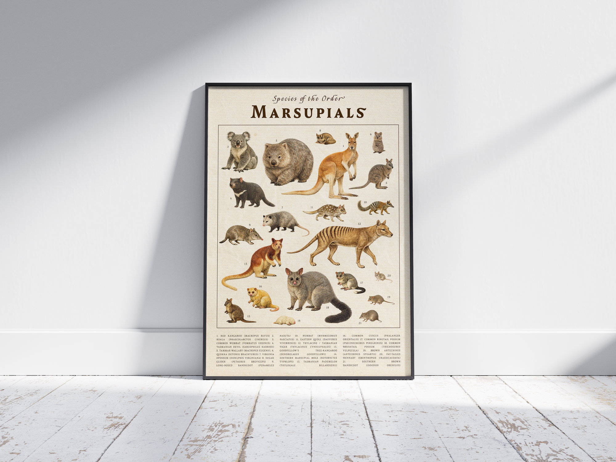 Vintage scientific Marsupials poster featuring detailed illustrations of kangaroos, koalas, and wombats on an aged parchment background. High-quality wall art perfect for vintage, rustic, or educational-themed interiors.