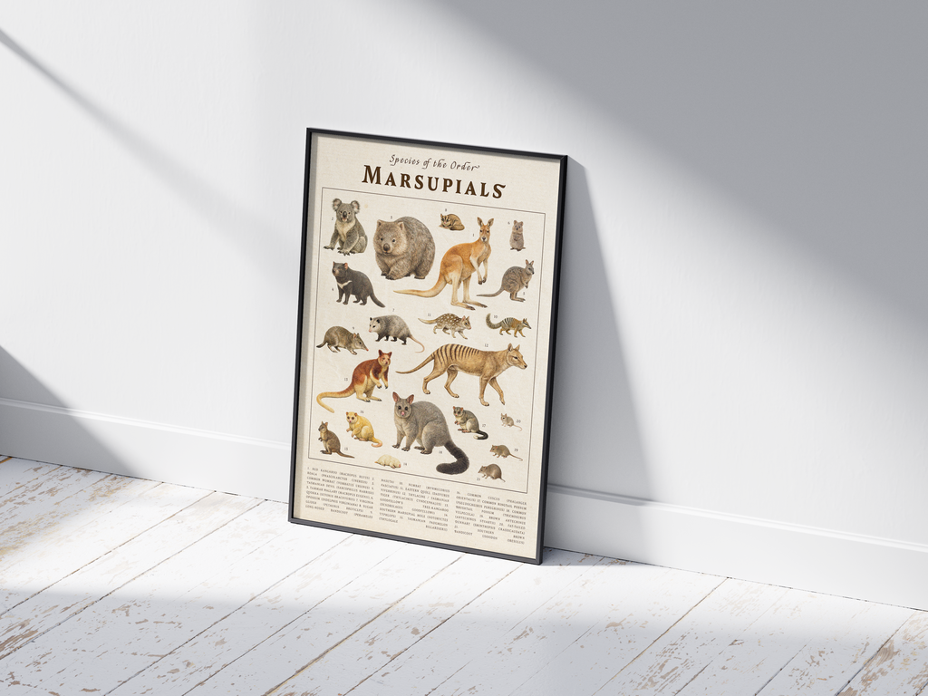 Vintage scientific Marsupials poster featuring detailed illustrations of kangaroos, koalas, and wombats on an aged parchment background. High-quality wall art perfect for vintage, rustic, or educational-themed interiors.