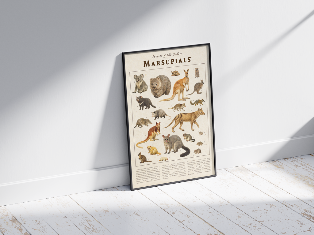 Vintage scientific Marsupials poster featuring detailed illustrations of kangaroos, koalas, and wombats on an aged parchment background. High-quality wall art perfect for vintage, rustic, or educational-themed interiors.