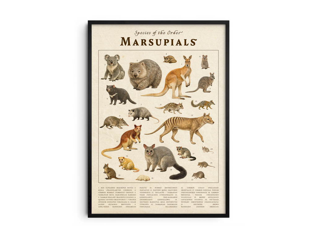 Vintage scientific Marsupials poster featuring detailed illustrations of kangaroos, koalas, and wombats on an aged parchment background. High-quality wall art perfect for vintage, rustic, or educational-themed interiors.