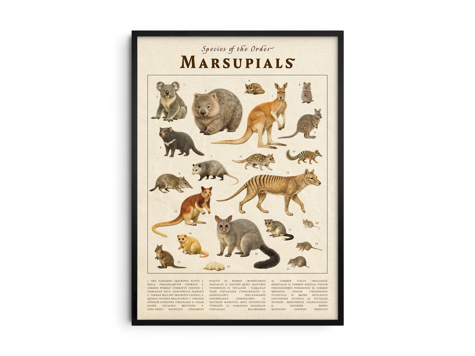 Vintage scientific Marsupials poster featuring detailed illustrations of kangaroos, koalas, and wombats on an aged parchment background. High-quality wall art perfect for vintage, rustic, or educational-themed interiors.