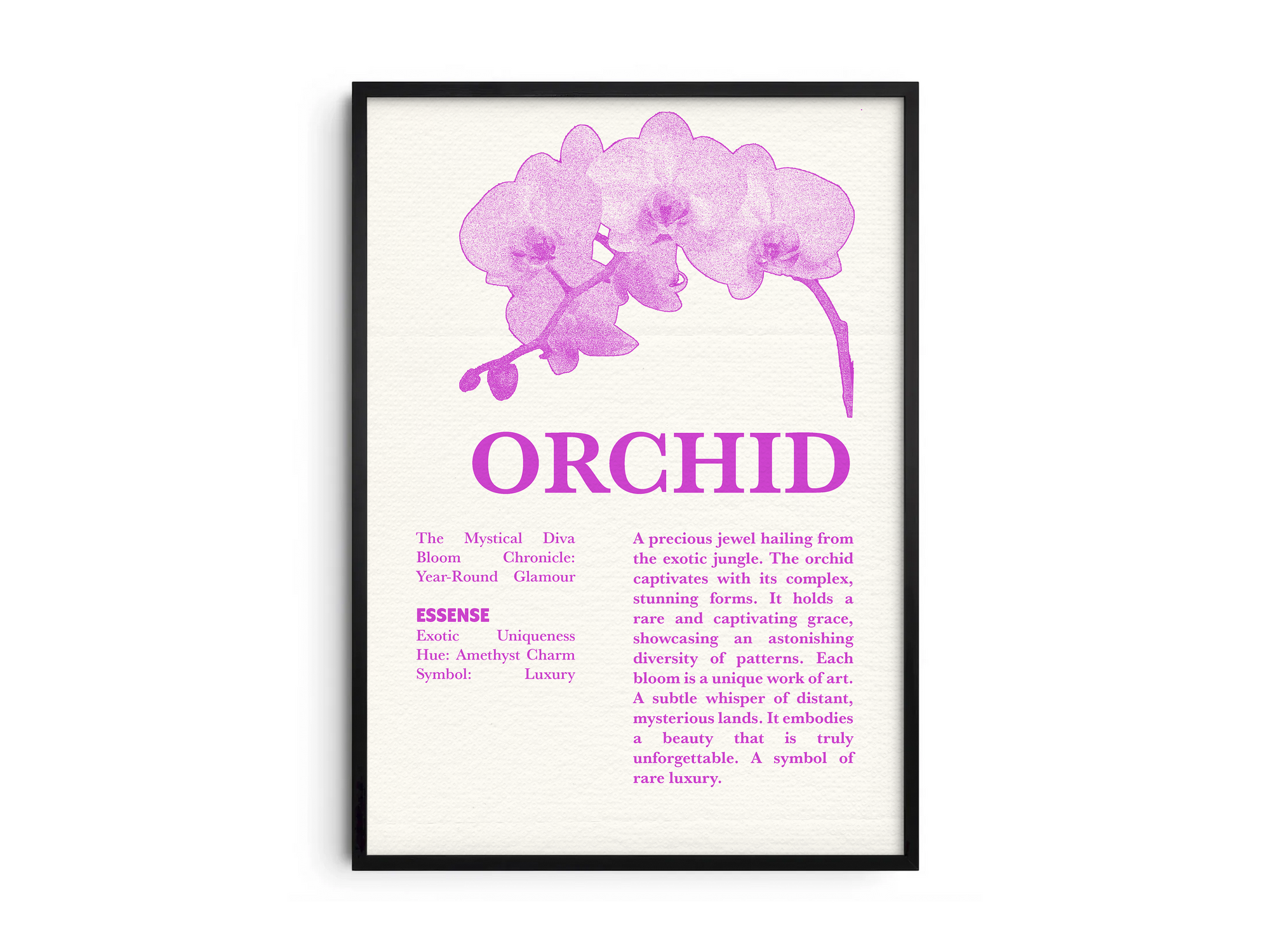 Vintage botanical orchid poster featuring a detailed flower illustration in soft white tones, printed on semi-gloss sustainable paper. Perfect wall art for living rooms, bedrooms, or modern interiors with an elegant and natural aesthetic.