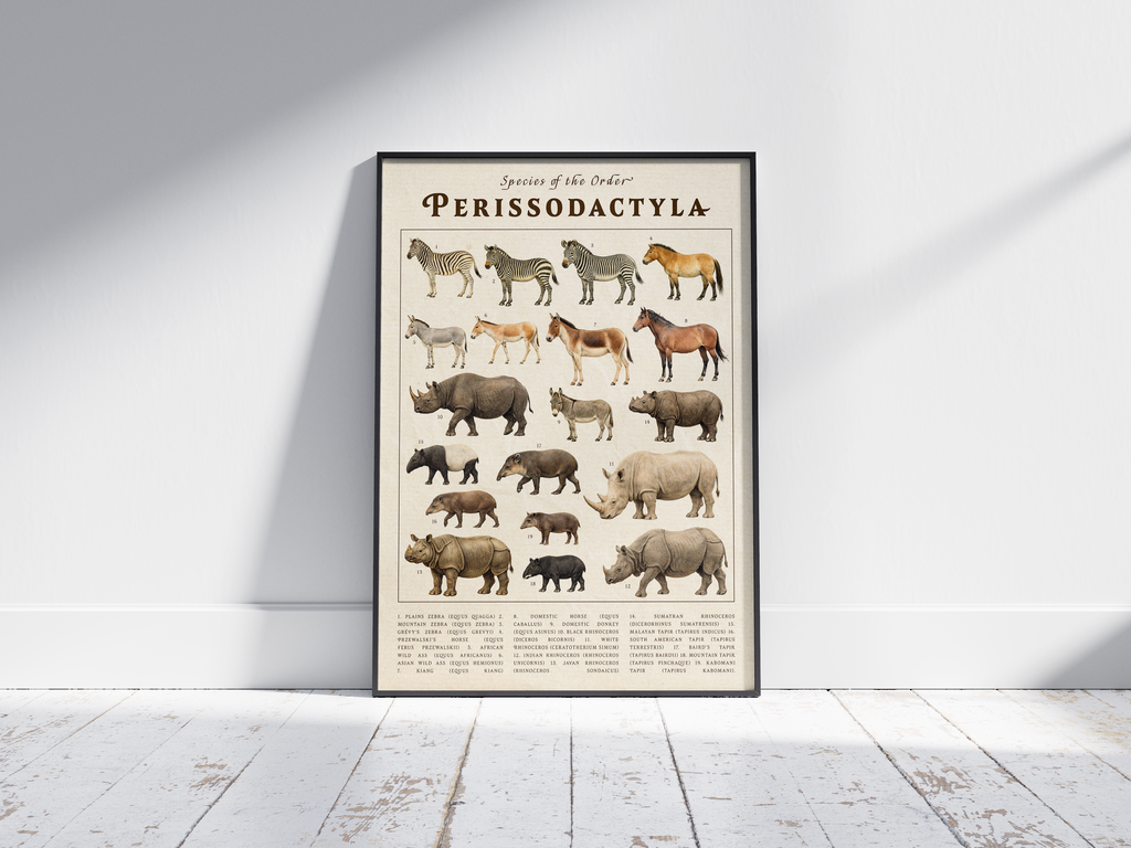 Vintage scientific Perissodactyla poster featuring detailed illustrations of zebras, rhinos, and wild horses on an aged parchment background. High-quality wall art perfect for vintage, academic, or nature-inspired interiors.