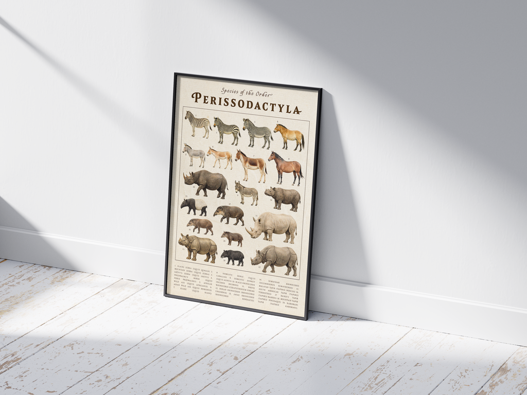 Vintage scientific Perissodactyla poster featuring detailed illustrations of zebras, rhinos, and wild horses on an aged parchment background. High-quality wall art perfect for vintage, academic, or nature-inspired interiors.