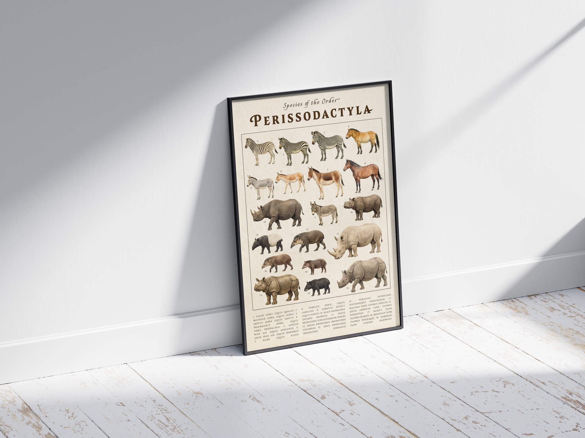 Vintage scientific Perissodactyla poster featuring detailed illustrations of zebras, rhinos, and wild horses on an aged parchment background. High-quality wall art perfect for vintage, academic, or nature-inspired interiors.