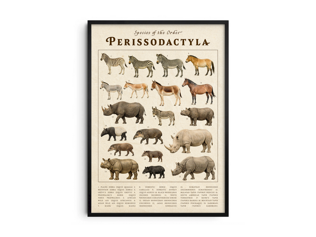 Vintage scientific Perissodactyla poster featuring detailed illustrations of zebras, rhinos, and wild horses on an aged parchment background. High-quality wall art perfect for vintage, academic, or nature-inspired interiors.