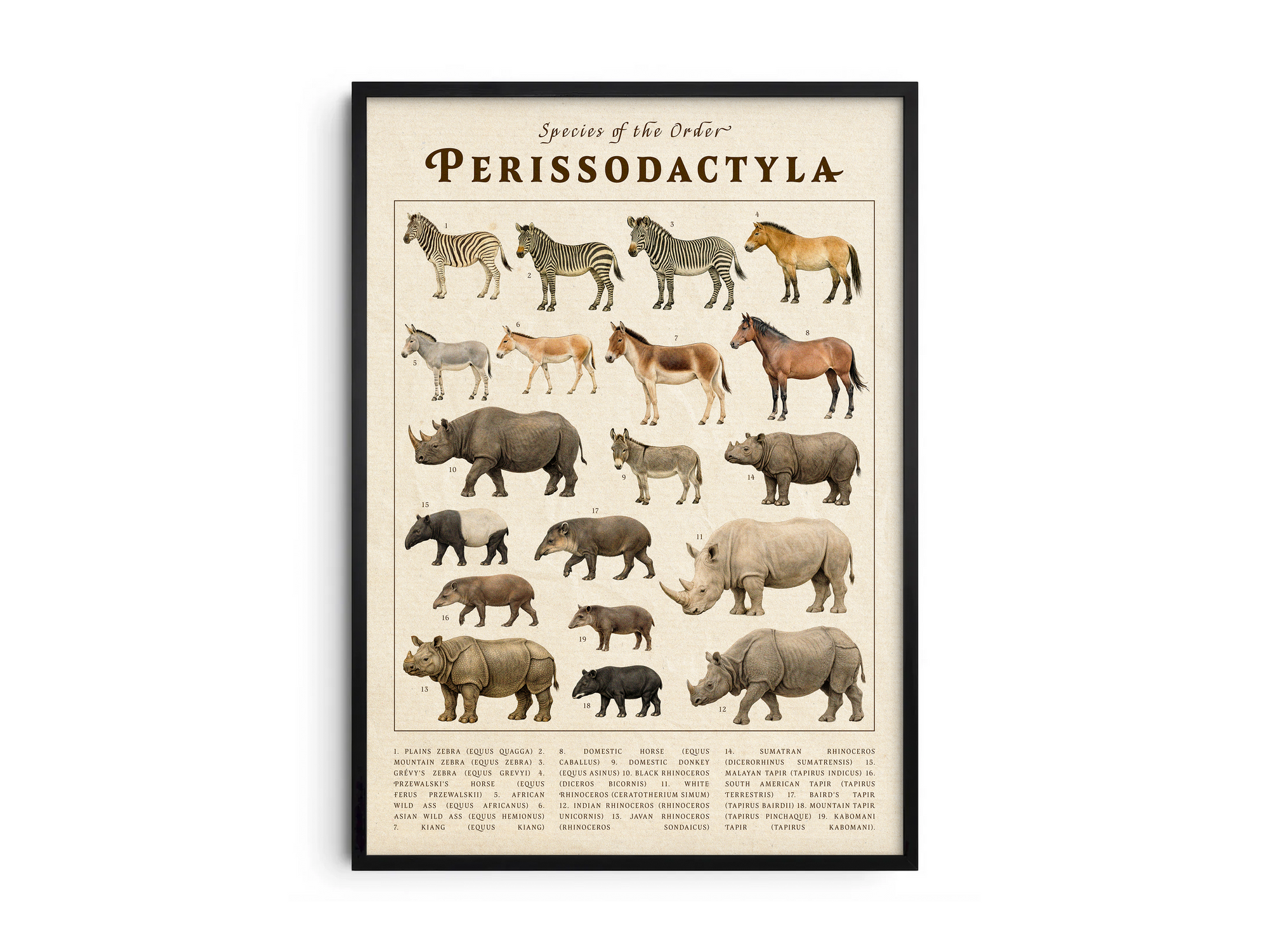 Vintage scientific Perissodactyla poster featuring detailed illustrations of zebras, rhinos, and wild horses on an aged parchment background. High-quality wall art perfect for vintage, academic, or nature-inspired interiors.