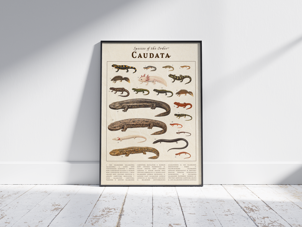 Vintage scientific Caudata poster featuring detailed salamander and newt illustrations on an aged parchment background. High-quality wall art featuring species like the Axolotl, perfect for dark academia or nature-inspired interiors.