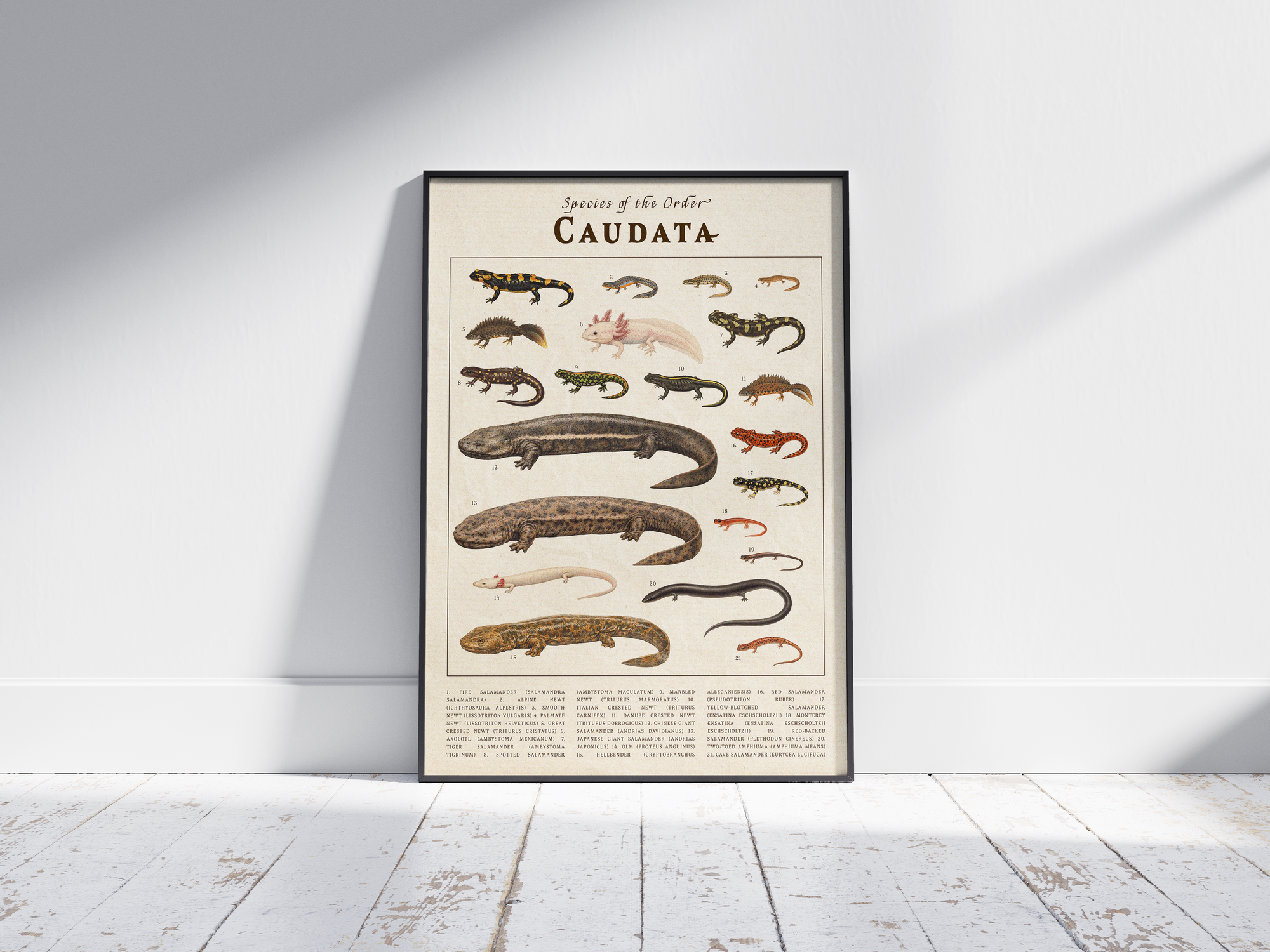 Vintage scientific Caudata poster featuring detailed salamander and newt illustrations on an aged parchment background. High-quality wall art featuring species like the Axolotl, perfect for dark academia or nature-inspired interiors.