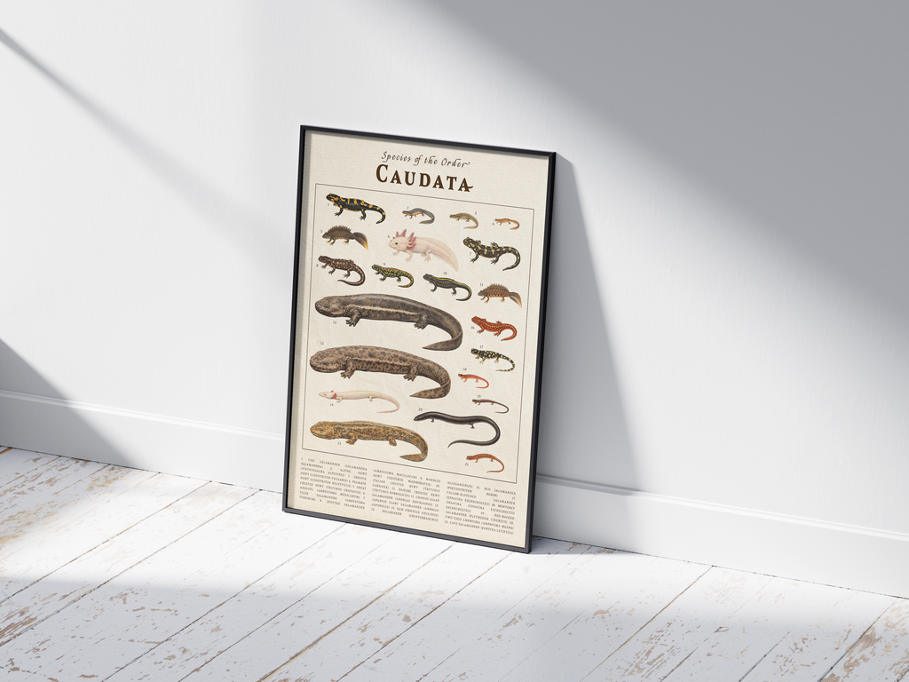 Vintage scientific Caudata poster featuring detailed salamander and newt illustrations on an aged parchment background. High-quality wall art featuring species like the Axolotl, perfect for dark academia or nature-inspired interiors.