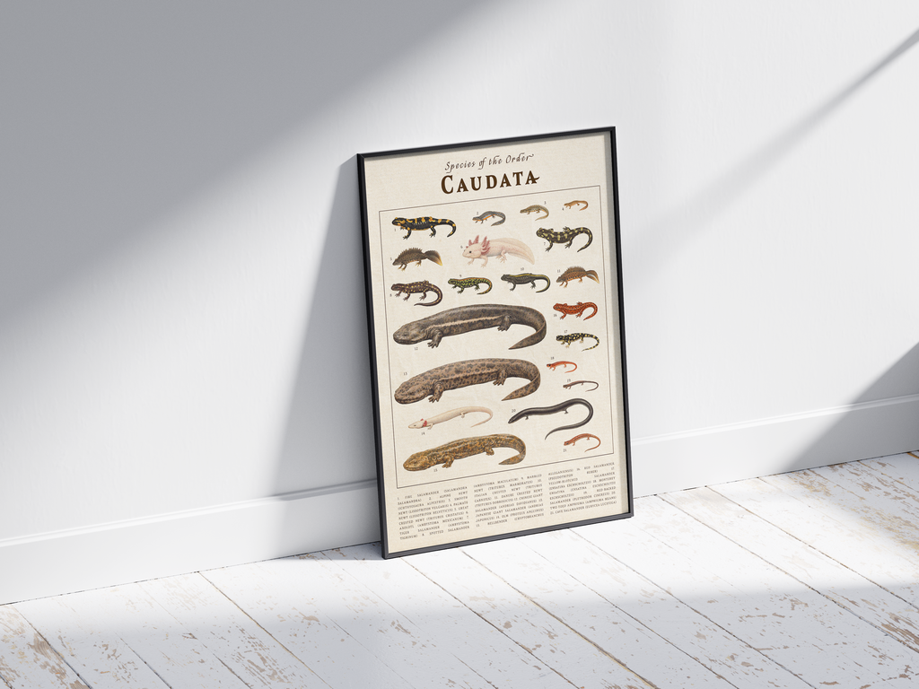 Vintage scientific Caudata poster featuring detailed salamander and newt illustrations on an aged parchment background. High-quality wall art featuring species like the Axolotl, perfect for dark academia or nature-inspired interiors.