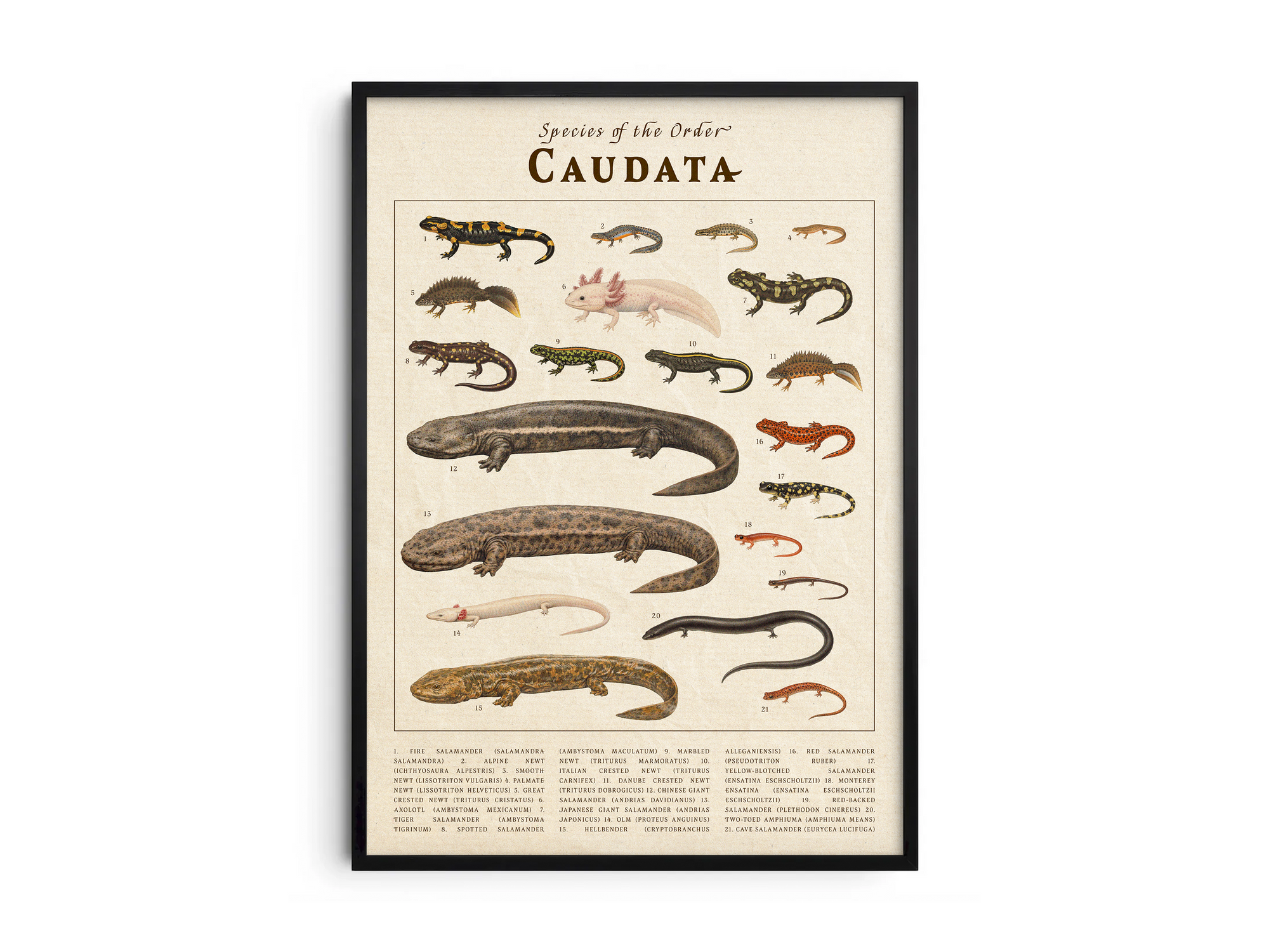Vintage scientific Caudata poster featuring detailed salamander and newt illustrations on an aged parchment background. High-quality wall art featuring species like the Axolotl, perfect for dark academia or nature-inspired interiors.