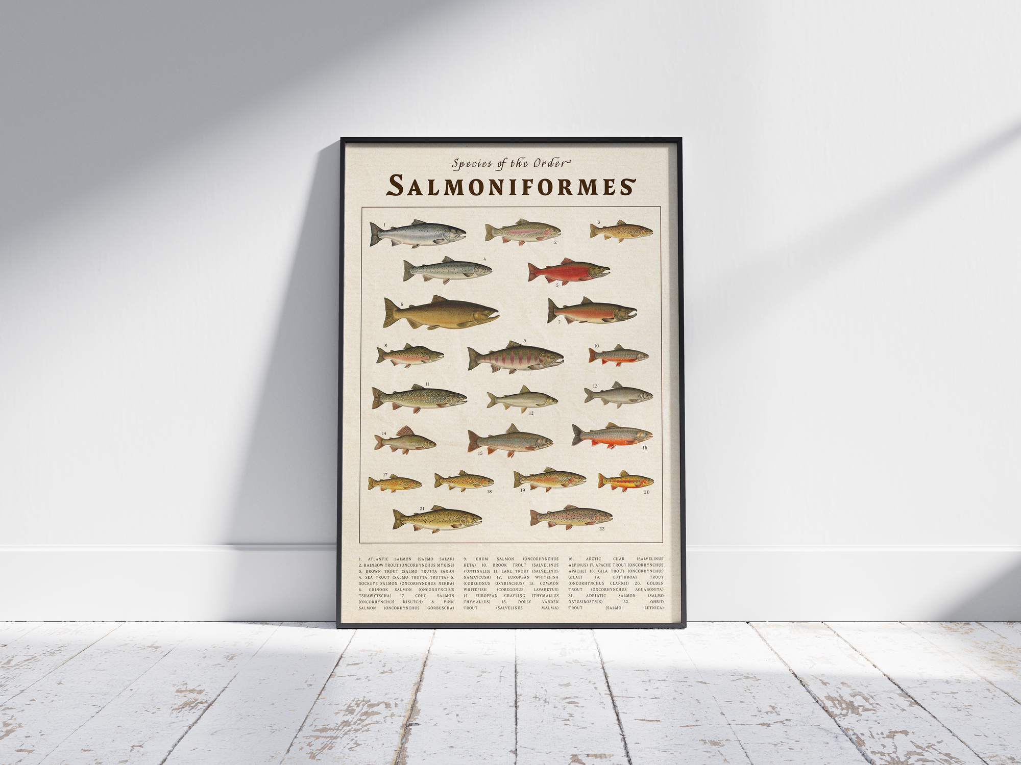 Scientific vintage Salmoniformes poster featuring detailed illustrations of various salmon and trout species on an aged parchment background. High-quality wall art perfect for rustic, coastal, or natural history-themed interiors.