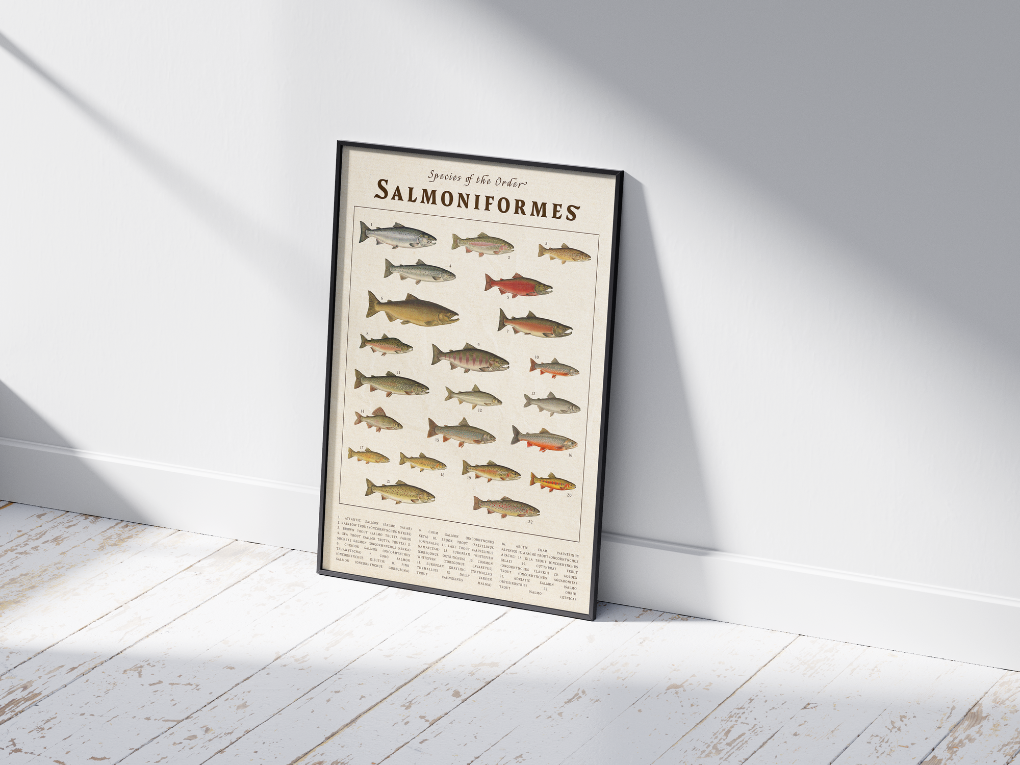 Scientific vintage Salmoniformes poster featuring detailed illustrations of various salmon and trout species on an aged parchment background. High-quality wall art perfect for rustic, coastal, or natural history-themed interiors.