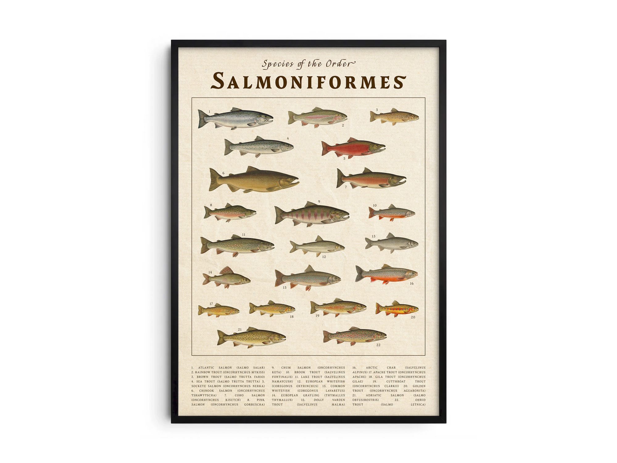 Scientific vintage Salmoniformes poster featuring detailed illustrations of various salmon and trout species on an aged parchment background. High-quality wall art perfect for rustic, coastal, or natural history-themed interiors.