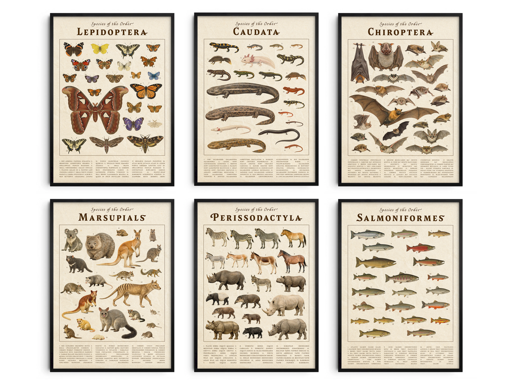 Elevate your space with the Vintage Scientific Orders Collection. This curated art set features six detailed taxonomic posters—Lepidoptera, Caudata, Chiroptera, Marsupials, Perissodactyla, and Salmoniformes—transforming any wall into a naturalist's study. Each print reveals the intricate beauty of the animal kingdom through stunning vintage-style scientific illustrations, offering a sophisticated way to add personality and enduring educational beauty to your home.