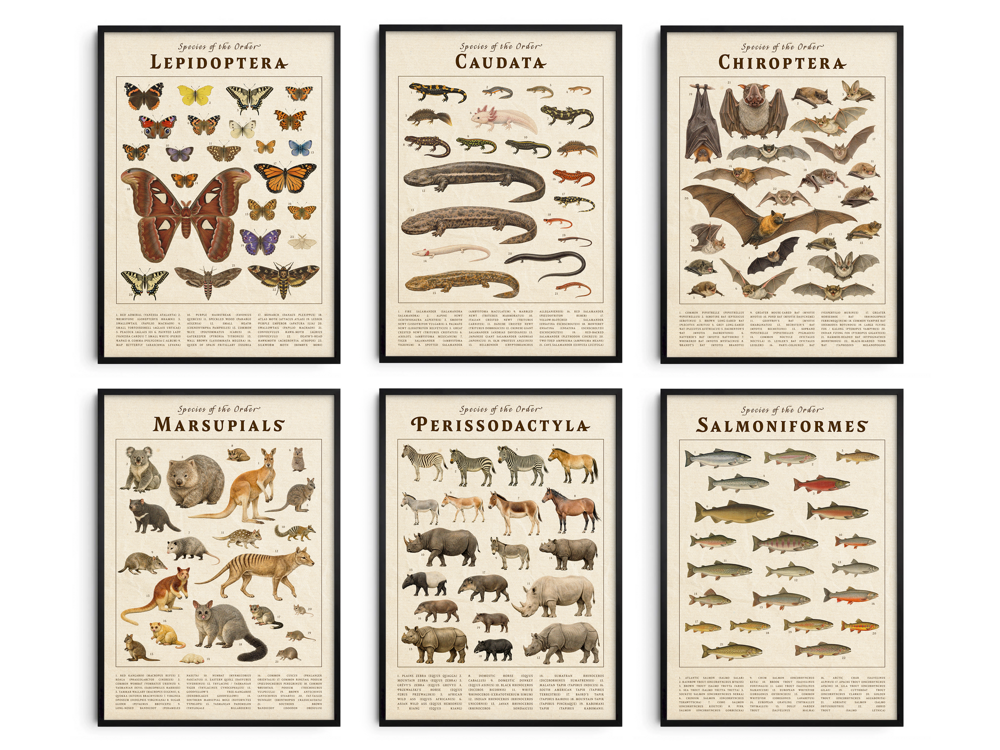 Elevate your space with the Vintage Scientific Orders Collection. This curated art set features six detailed taxonomic posters—Lepidoptera, Caudata, Chiroptera, Marsupials, Perissodactyla, and Salmoniformes—transforming any wall into a naturalist's study. Each print reveals the intricate beauty of the animal kingdom through stunning vintage-style scientific illustrations, offering a sophisticated way to add personality and enduring educational beauty to your home.