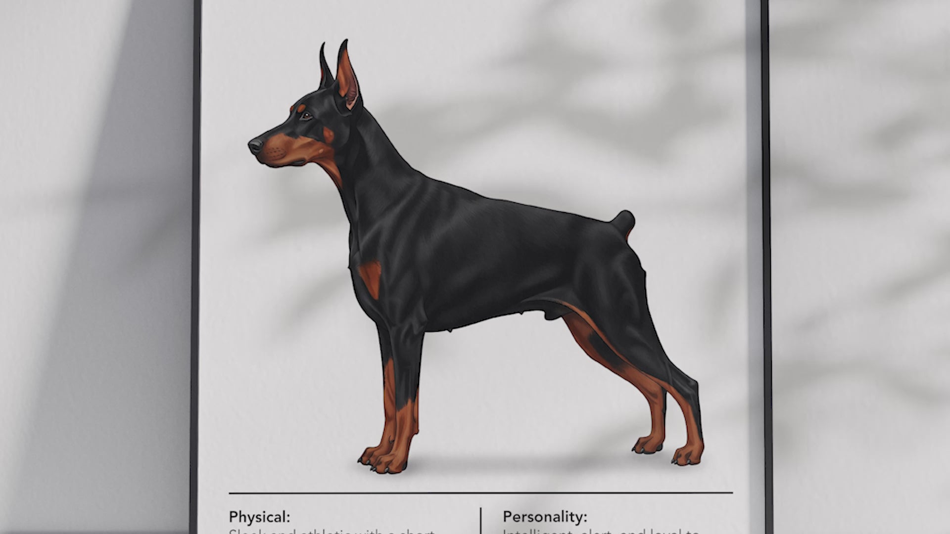 Detailed Dobermann dog breed poster showcasing its sleek build and intelligent, loyal personality traits, printed on semi-gloss sustainable paper. Perfect wall art for studies, living rooms, or modern interiors with a powerful and sophisticated aesthetic.