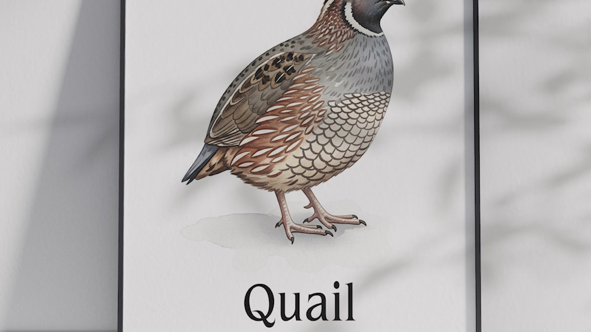 Detailed hand-illustrated Educational Quail Animal Poster for the letter 'Q', printed on semi-gloss sustainable paper. Perfect wall art for children's rooms, nurseries, or playrooms with an educational and nature-inspired aesthetic.