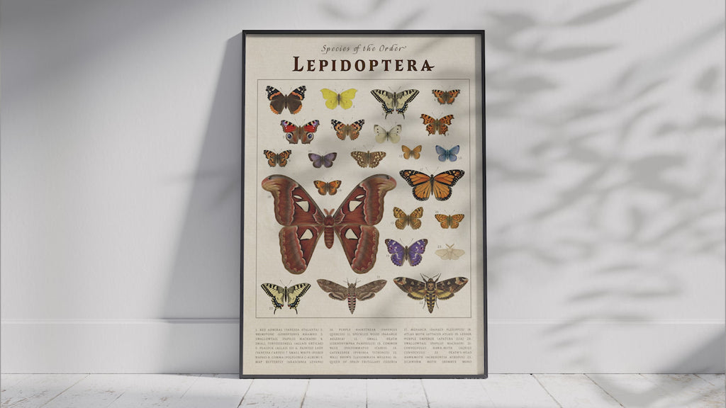 Elevate your space with the Vintage Scientific Orders Collection. This curated art set features six detailed taxonomic posters—Lepidoptera, Caudata, Chiroptera, Marsupials, Perissodactyla, and Salmoniformes—transforming any wall into a naturalist's study. Each print reveals the intricate beauty of the animal kingdom through stunning vintage-style scientific illustrations, offering a sophisticated way to add personality and enduring educational beauty to your home.