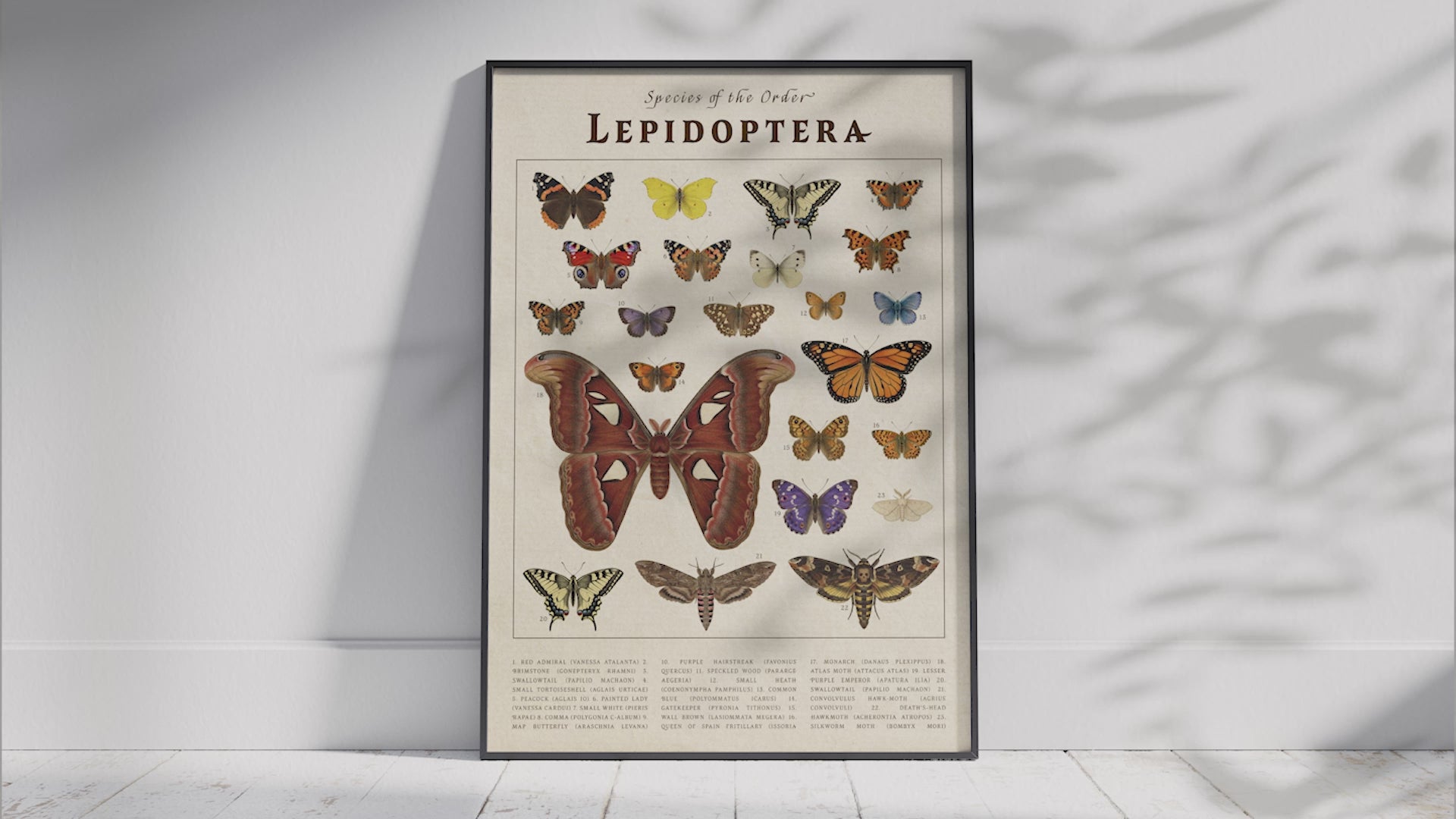 Elevate your space with the Vintage Scientific Orders Collection. This curated art set features six detailed taxonomic posters—Lepidoptera, Caudata, Chiroptera, Marsupials, Perissodactyla, and Salmoniformes—transforming any wall into a naturalist's study. Each print reveals the intricate beauty of the animal kingdom through stunning vintage-style scientific illustrations, offering a sophisticated way to add personality and enduring educational beauty to your home.