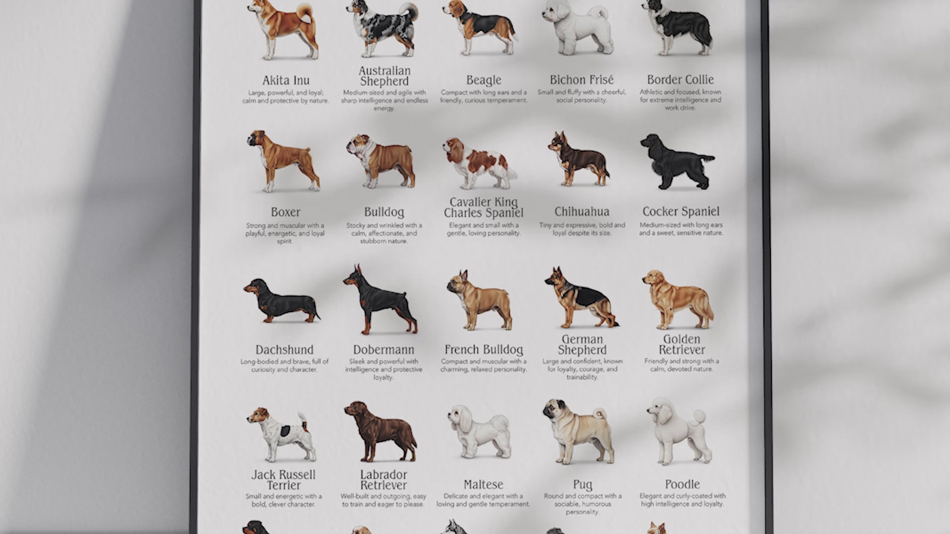 Detailed poster featuring illustrations of the 25 most popular dog breeds, printed on semi-gloss sustainable paper. Ideal wall art for dog lovers, family homes, or modern interiors with a playful and informative aesthetic.