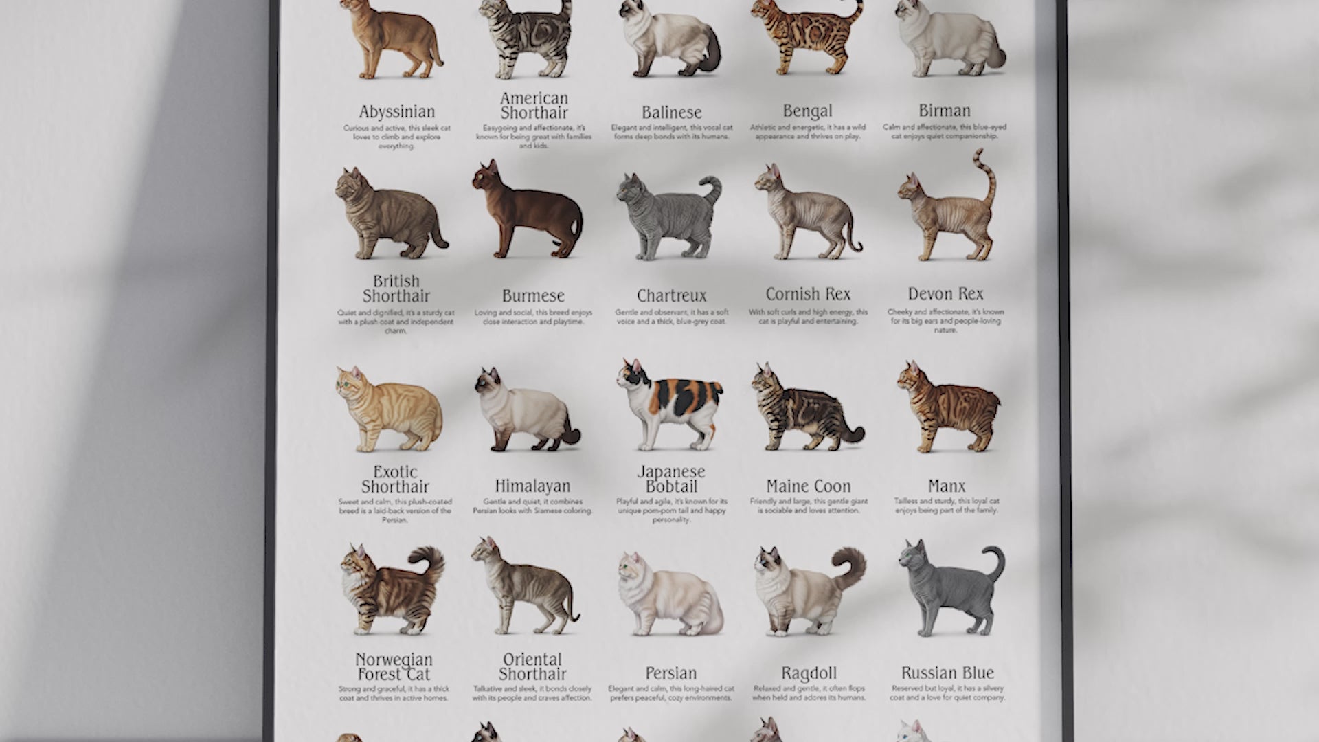 Colorful poster showcasing 25 popular cat breeds with detailed illustrations, printed on semi-gloss sustainable paper. Perfect wall art for living rooms, nurseries, or modern interiors with a playful and animal-friendly aesthetic.